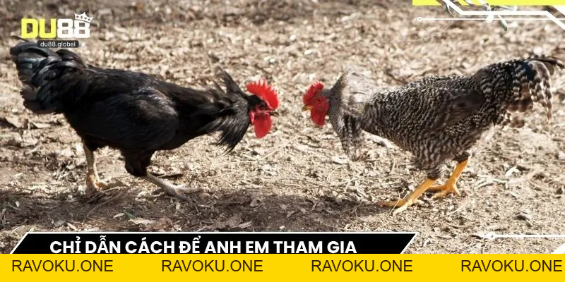 Đá Gà DU88 – Sảnh Giải Trí Đối Kháng Đẳng Cấp Và Kịch Tính - RAVOKU
