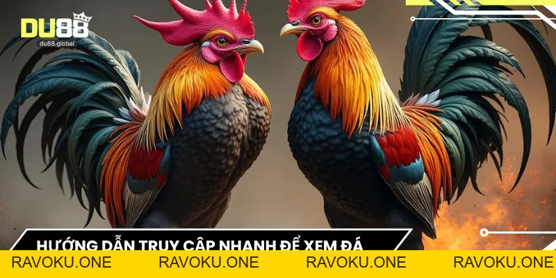 Live Đá Gà - Trải Nghiệm Đỉnh Cao Của Đam Mê Sôi Động - RAVOKU
