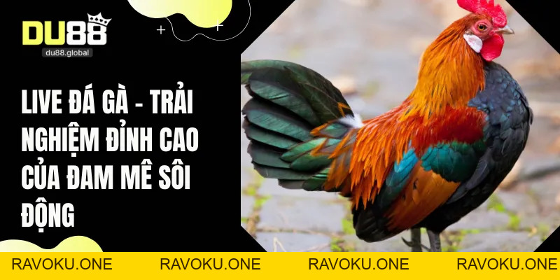 Live Đá Gà - Trải Nghiệm Đỉnh Cao Của Đam Mê Sôi Động - RAVOKU