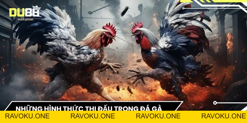 Live Đá Gà - Trải Nghiệm Đỉnh Cao Của Đam Mê Sôi Động - RAVOKU