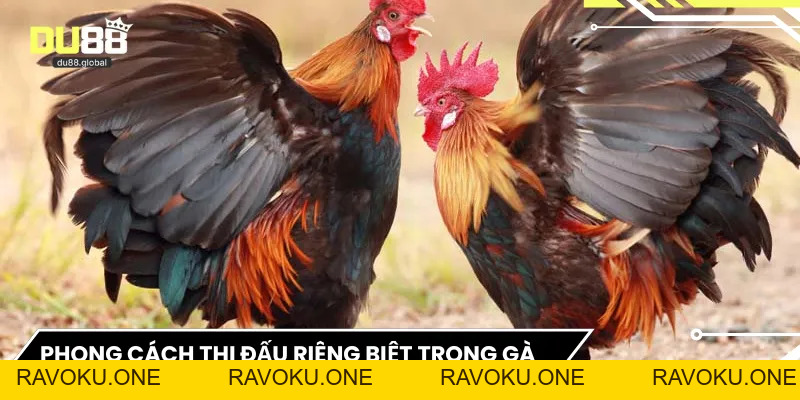 Trực Tiếp Đá Gà Đòn C1 – Đấu Trường Đam Mê Thực Thụ - RAVOKU
