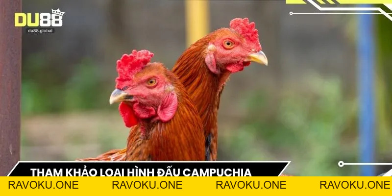 Đá Gà DU88 – Sảnh Giải Trí Đối Kháng Đẳng Cấp Và Kịch Tính - RAVOKU